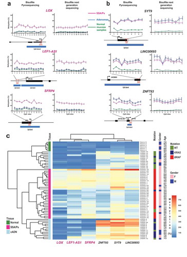 Figure 3. Bisulfite pyrosequencing verification of 6 hypermethylated DMRs. Methylation levels at each CpG site of (a) 3 SSA/P-specific DMRs and (b) 3 DMRs shared between SSA/Ps and cADNs. Verification assay results in 61 FFPE colon tissue samples (left) are compared with those of genome-wide bisulfite sequencing of the fresh tissue series (right). DMR-containing loci (red box) and CpG islands (blue horizontal bars) are schematically represented below graph pairs. c. Hierarchical clustering heatmap of the 61 FFPE tissue samples based on the mean methylation level across all CpGs in each DMR. The cADN cluster contains two subgroups, probably reflecting their different frequencies of KRAS mutations. The SSA/P cluster also contains a subgroup of lesions with higher levels of methylation at all 6 markers, presumably reflecting these patients’ significantly older age when the lesions were discovered (mean: 66.3 years versus 54.5 years in the subgroup with lower methylation levels; P = 0.01). Significant differences between subgroups regarding other clinical variables (Supplementary Table 3) were not observed.