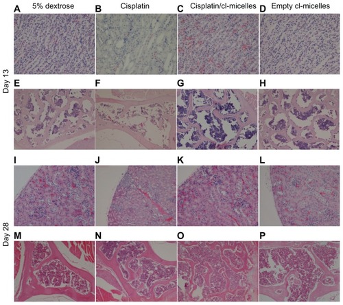 Figure 5 Histopathological changes in kidney and bone marrow tissues from toxicity analysis in female C57Bl/6 mice.Notes: Light microscopy images of hematoxylin and eosin-stained kidney (A–D, day 13; I–L, day 28) and bone marrow (E–H, day 13; M–P, day 28) were taken at a magnification of 200× and 100× respectively. Tissue samples were collected at day 13 and day 28 following intravenous administration of cisplatin/cl-micelles or cisplatin at 4 mg/kg body weight. Vehicle control groups received 2.5 mg free micelles/kg body weight or 100 μL of 5% dextrose. Four administrations were given in total, each administration performed every fourth day.