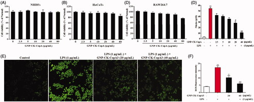 Figure 3. Effect of GNP-CK-CopA3 on cell viability and NO and intracellular ROS production in LPS-stimulated RAW264.7 cells. Cell viability of (A) NHDFs, (B) HaCaTs, and (C) Cells incubation with different concentrations of GNP-CK-CopA3 for 24 h was determined by MTT assay. (D) NO production induced by 1 μg/mL LPS with or without GNP-CK-CopA3 was assessed in RAW264.7 cells. (E) Cells were stained with cellular ROS/Superoxide Detection Assay Kit and observed in fluorescence microscopy with 200× magnification. (F) Statistical analysis of the mean fluorescence intensity of ROS staining. Data are presented as mean ± SEM. *p < .05 and **p < .01 vs. normal control group; #p < .05 and ##p < .01 vs. LPS-treated group. All treatments were performed three times (n = 3).