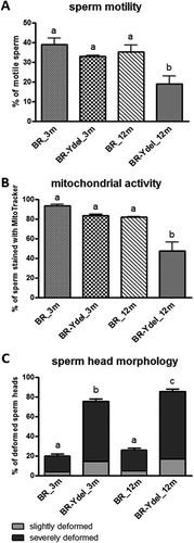 Figure 1. Percent of motile spermatozoa (A), percent of spermatozoa with active mitochondria stained with MitoTracker probe (B), and percent of spermatozoa with deformed heads (C) in semen of 3- and 12-month-old males from B10.BR and B10.BR-Ydel strains (means ± SEM, n=5-8 per group). Significantly different results (p<0.05) are indicated by different superscripts (a, b, and c). BR_3m: 3-month-old B10.BR males, BR-Ydel_3m: 3-month-old B10.BR-Ydel males, BR_12m: 12-month-old B10.BR males, BR-Ydel_12m: 12-month-old B10.BR-Ydel males.