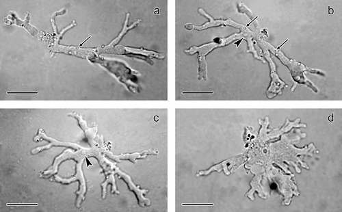 Figure 1. Light microscopy of Leptomyxa sp. trophozoites from the intestine of Lumbricus terrestris during locomotion in vivo. a–c, Polypodial trophozoites with branch-extended pseudopodia and with vesicular nucleus in (b) and (c) (arrowheads) and contractile vacuoles in (a) and (b) (arrows). d, Expanded, flattened irregular form in slow locomotion. Scale bars = 10 µm.