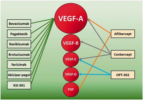 Figure 2. Main anti-VEGF molecules and respective VEGF isoforms targets.