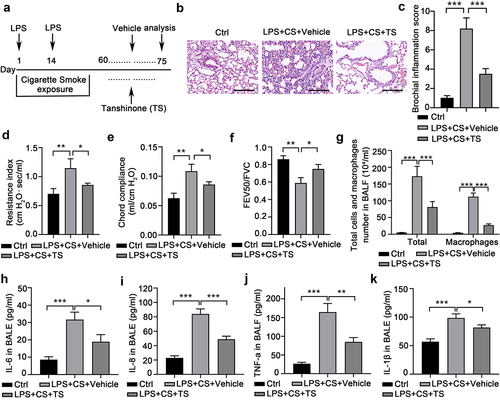 Figure 1. RNA-seq identified that Hemopexin (Hpx) is a significantly upregulated gene in lung tissues of COPD mice upon TS treatments. (A) The scheme of CS plus LPS exposures and TS treatments in mice. Male C57BL/6J mice were exposed to cigarette smoke for 60 days. Mice with LPS intranasally inhalation (7.5 μg/mouse in 50μL saline) at the 1st and 14th day were exposed to CS from day 0 to 60 except for the days giving LPS. Mice were then intraperitoneally injected with TS (10 mg/kg per day) or vehicle for 15 days. n=5 for the Vehicle and TS groups. (B-C) Lung sections were subjected to H&E staining. Airway or peri-airway inflammation was assessed in at least 3 high-powered fields per mouse of the indicated three groups. (D-F) Several lung function parameters, including resistance index (RI)(D), chord compliance (E), and FEV100/FVC ratio (F) were measured. (G) The numbers of total cells and macrophages in mouse BALF were counted in three groups. Control mice, without treatments. (H) The levels of inflammatory cytokines including IL-6, IL-8, TNF, and IL-1β in mouse BALF were measured by ELISA. n=5 for each group. *P<0.05; **P<0.01; ***P<0.001, between the indicated groups.