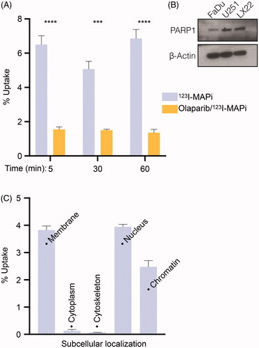 Figure 2. Subcellular localization of 123I-MAPi. (A) Internalization assay showing uptake of 123I-MAPi in LX22 cancer cells in vitro. 3.7 kBq of 123I-MAPi were added to the cells. For blocking, cells were incubated with a 100-fold molar excess of olaparib 1 h before adding 123I-MAPi. (B) Immunoblotting showing expression of PARP1 target in a set of cell lines including FaDu, U251 and LX22. (C) Subcellular binding of 123I-MAPi in LX22 in vitro. Error bars represent standard deviation.