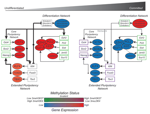 Figure 2 PCL2-PRC2-JARID2 gene regulatory network during early differentiation. In ESCs, promoters of PRC2 genes, including PCL2 and JARID2, carry the 3meH3K4 methylation mark and genes are highly expressed. PRC2 represses bivalent-marked members of the extended pluripotency network, Klf4, Foxd3 and Tbx3 which then act to induce transcription of the core pluripotency network (Oct4, Sox2, Nanog) via feed-forward mechanisms. High expression of the core and extended pluripotency network, along with PRC2 repression of developmental genes, maintains ESC self-renewal and pluripotency. During differentiation, the downregulation of Oct4, Sox2 and Nanog leads to the decreased expression of Klf4, Tbx3, Foxd3 and PRC2 genes, and collapse of the pluripotency network. Developmental genes previously poised for activation, are now de-repressed due to the decreased expression of PRC2. Loss of 3meH3K27 and increased expression of differentiation genes allows cells to become committed to various lineages. Methylation states are reflected in colour of gene boxes. For simplicity, gene expression levels are represented as protein expression levels, although this may not always reflect the true case. Dashed lines indicate potential interactions.