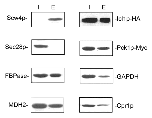 Figure 2. . FBPase, MDH2, Icl1p, Pck1p, GAPDH, and Cpr1p are in the extracellular fraction in glucose-starved cells. Wild-type cells expressing Scw4p-GFP and wild-type cells co-expressing Icl1p-HA and Pck1p-Myc were grown in YPKG for three days and subjected to the extraction protocol. The distribution of Scw4p-GFP in the intracellular and extracellular fractions was examined by anti-GFP antibodies. The distribution of Sec28p, FBPase, MDH2, Icl1p-HA, Pck1p-Myc, GAPDH, and Cpr1p in the intracellular and extracellular fractions was examined using western blotting.