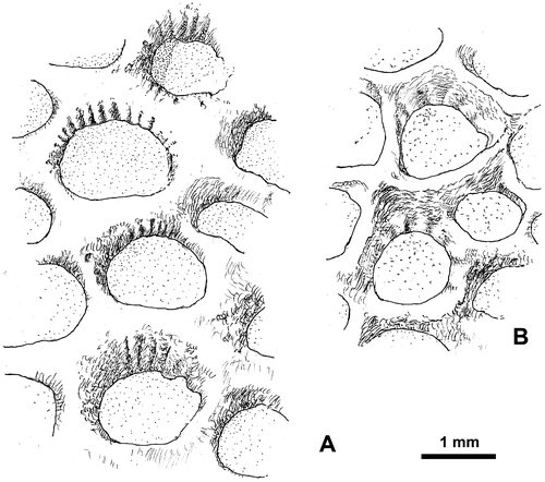 Figure 16. Thamnopora sp. Calices showing narrow (A) and broad (B) septal ridges (explanations in text). A. LPB 19373 (see also Figure 15B2). B. LPB 19369.