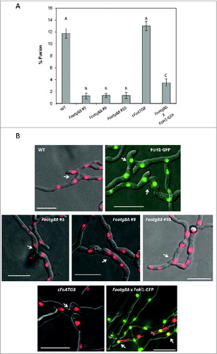 Figure 5. FoAtg8 is required for nuclear degradation after vegetative hyphal fusion. (A) Percentage of fusion events observed among germlings from the indicated strains (n = 900). Bars indicate the standard error from 3 independent replicates. Columns with the same letter are not significantly different (Duncan, P < 0.05). (B) Micrographs showing formation of anastomosis tubes between hyphae from the indicated strains. Arrows point to fused hyphal compartments. Bars = 20 μm.