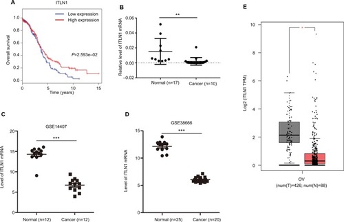 Figure 10 Validation of hub genes.Notes: (A) Survival analysis indicated that ITLN1 was a positive prognosis factor in epithelial ovarian cancer, while patients with a higher expression of ITLN1 had significantly longer overall survival compared to those with higher expression (P=2.593e–02). (B) ITLN1 validation using qRT-PCR analysis. (C, D) Validation of ITLN1 expression from the GEO databases. Two datasets showed lower expression of ITLN1 in epithelial ovarian cancer tissues compared with normal ovarian tissues (P<0.001). (E) Validation of ITLN1 expression in GEPIA. Lower expression of ITLN1 in tumor tissues compared with normal ovarian tissues. ***P<0.001; **P<0.01; *P<0.05.Abbreviations: GEO, Gene Expression Omnibus; GEPIA, Gene Expression Profiling Interactive Analysis; num(T), number of tumor sample, num(N), number of normal sample; OV, ovarian cancer; qRT-PCR, quantitative real-time RT-PCR.
