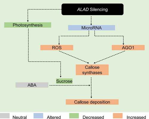 Figure 3. Proposed model on how silencing of δ‐aminolevulinic acid dehydratase leads to deposition of callose. See main text for details.