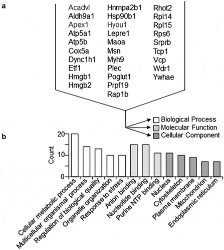 Figure 6. Proteomic identification of VSMC proteins significantly altered by EC EVs. Shotgun proteomic analyses were performed in whole-cell lysates from VSMCs incubated 16 h with EVs derived from serum-deprived ECs. Each population was analysed with 4 samples prepared from distinct culture plates. Rat gene names denote significantly detected peptide fragments in all 4 samples with the abundance more than 1.5 times compared with control vehicle (PBS) incubation (a). Gene ontology analysis for the 31 VSMC proteins significantly up-regulated by EC EVs (b).