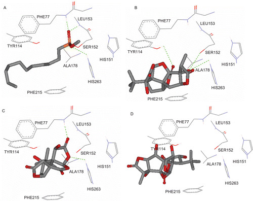 Figure 3.  (A) Detailed view of the co-crystallized structure (CllP) and the corresponding interacting amino acids within the binding site of pancreatic lipase (PL) (PDB code: 1LPB). (B) Detailed view of the docked ginkgolide A (G-A) structure and the corresponding interacting amino acid moieties within the binding site of PL. (C) Detailed view of the docked bilobalide–PL interactions. (D) Detailed view of the docked ginkgolide C–PL interactions.