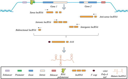Figure 1. Classification of lncRNAs according to their direction of transcription and origin of the region.
