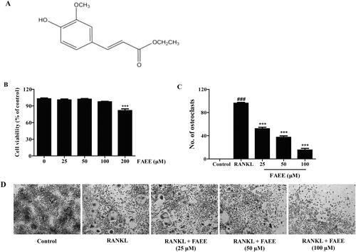 Figure 1. Effect of FAEE on cell viability and osteoclast formation. The chemical structure of ferulic acid ethyl esther (ethyl 4-hydroxy-3-methoxycinnamate) (A). RAW 264.7 cells were exposed to various concentrations of FAEE (25, 50, 100, or 200 μM) for 48 h and the (4,5-dimethylthiazol-2-yl)-2,5-diphenyltetrazolium bromide (MTT) assay was employed to evaluate cell viability(B). RAW 264.7 cells were incubated with FAEE (25, 50, or 100 μM) in the presence of receptor activator of NF-κB ligand (RANKL) (50 ng/mL) for 5 days. Tartrate resistant acid phosphatase (TRAP)-positive cells that had ≥3 nuclei were identified as osteoclasts and quantified using light microscopy (C). TRAP staining with representative images of RAW 264.7 cells (D). Data are the mean ± SEM of triplicate experiments. ### p < 0.001 versus RAW 264.7 cells without RANKL, *** p < 0.001 versus RAW 264.7 cells with RANKL alone.