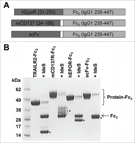 Figure 4. Design and IdeS cleavage of proteins fused to IgG1 235–447. (A) Design of fusion proteins. Extracellular regions of human EPOR and mouse CD137, or an scFv protein were fused to an IgG1 235–447 Fc fragment. The EPOR fragment was a direct fusion to IgG1 235–447, while CD137 and scFv fusions contained a 2 residue Gly-Ser or Gly-Gly linker between Fc and the upstream protein. (B) Reducing SDS-PAGE (10% Bis-Tris gel) of fusion proteins before and after treatment with 2 U/μL IdeS for 1 h at 37°C. IdeS-treated samples appear in the lane immediately to the right of the untreated sample. Migration of the cleaved Fc3 fragment is shown by an arrow, while the various partner protein fragments are marked by asterisks. The CD137 fragment contains up to 2 N-linked glycans and runs as a diffuse band, while the scFv band is partially overlapping with the Fc3 fragment.