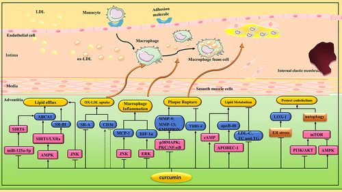Figure 3 Pharmacological effects of curcumin on AS. Curcumin plays an anti-AS role by regulating various signaling pathways to inhibit macrophage transformation into foam cells, protect endothelial cells, reduce plaque rupture, inhibit ERS and induce autophagy.
