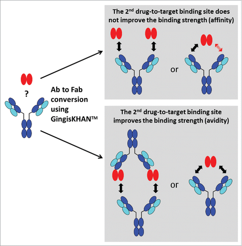 Figure 5. Analysis of the effect of a second drug-to-target binding site of a bivalent human IgG1 binding a soluble di-or multimeric target by comparing the intact and the GingisKHAN™-digested antibody in a cell-based assay. The interaction is affinity-driven when the binding strength does not depend on the number of binding sites. If the interaction does depend on the number of binding sites, the interaction is avidity-driven. The red arrow indicates that no drug-to-target binding occurs.