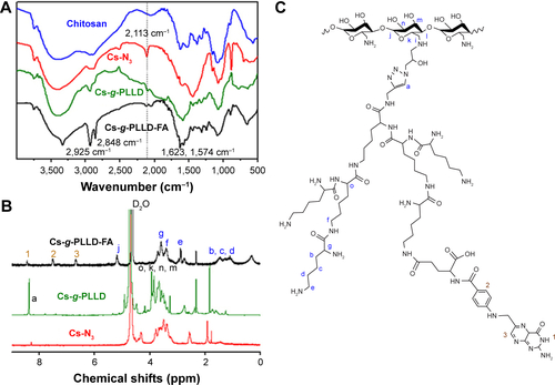 Figure S1 (A) IR spectra of chitosan, Cs-N3, Cs-g-PLLD, and Cs-g-PLLD-FA. (B) 1H NMR spectra of Cs-N3, Cs-g-PLLD, and Cs-g-PLLD-FA (D2O, 25°C). (C) The chemical structure of Cs-g-PLLD-FA.Abbreviations: IR, infrared; NMR, nuclear magnetic resonance; FA, folic acid; PLLD, poly (L-lysine) dendrons; Cs-g-PLLD-FA, a novel nanoscale polysaccharide derivative prepared by click conjugation of azido-modified chitosan with propargyl focal point PLLD and subsequent coupling with FA.