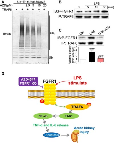 Figure 6 AZD4547 modulates TAK1/NF-κB signaling by increasing the interaction between P-FGFR1 and TRAF6. (A) Ubiquitination was carried out in the presence of TRAF6 and blocked by AZD4547 in a dose-dependent manner. Immunoblotting was performed with an anti-Ub antibody. (B) Lysates from LPS-stimulated (indicated times) NRK-52E cells were immunoprecipitated with TRAF6 antibody (IP) and immunoblotted (IB) for P-FGFR1. (C) Immunoprecipitation (IP) of lysates from LPS-stimulated (30 min) NRK-52E cells with AZD4547; IP of TRAF6 and immunoblotting (IB) for P-FGFR1 proteins [n= 3 per group]. (D) Schematic illustration of the potential mechanisms: LPS activates FGFR1 and increases the interaction between P-FGFR1 and TRAF6 to produce TAK1/NF-κB signaling activation and the production of inflammatory cytokines. These inflammatory deficits cause acute kidney injury. (*, vs Ctrl group; #, vs LPS group; *** and ###P<0.001.)