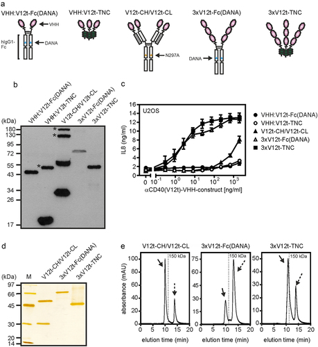 Figure 5. Oligomeric sdAb:cd40 variants display strong CD40 agonism. (a) Domain architecture of oligomeric sdAb:CD40 variants. DANA refer to the D256A-N297A mutation preventing/reducing FcγR binding of IgG1. (b) Western blot analysis of reduced sdAb:cd40 variants. Position of MW (kDa) markers are indicated. Asterixes refer to not fully reduced protein species. (c) U2OS cells were stimulated overnight with the different VHH:CD40 variants and finally IL8 production was determined by ELISA. (D,E) the indicated constructs were purified by affinity chromatography and analyzed by SDS-PAGE (D) and gel filtration (E). Dotted arrows indicate flag peptide remained from the affinity purification.