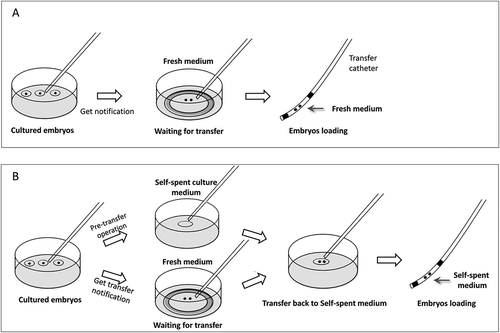 Figure 1. Schematic diagrams of the different embryo loading protocol. At the right time, the selected embryos were pre-transferred into a 500 μl pre-equilibrated fresh culture medium (G1TM-PLUS or G2TM-PLUS) awaiting ET. (A) In the control group, the embryos were routinely loaded into a transfer catheter directly from the pre-equilibrated fresh culture medium for ET; (B) however, in the test group, until before ET, stretched thin Pasteur pipettes were used to absorb the self-spent droplets under the oil, and the droplets were transferred at least three times in a new dish to remove the oil floating on the surface. Then, the selected embryos were transferred to the combined droplet for catheter loading and ET.