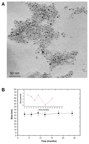Figure 10 Long term stability study CA/BMPA capped SPION in PBS solution pH 7.4. (A) TEM micrograph (B) DLS data.Abbreviations: CA/BMPA, citric acid/2-bromo-2-methylpropionic acid; SPION, superparamagnetic iron oxide nanoparticles; PBS, phosphate buffer saline; DLS, dynamic light scattering.