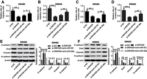 Figure 5 The regulatory effect of SNHG6 knockdown was mediated by miR-26a. SW480 and SW620 cells were transfected with si-NC, si-SNHG6, si-SNHG6+anti-miR-NC or si-SNHG6+anti-miR-26a. (A) and (B) Transwell assay of cell migration in transfected cells. (C) and (D) Transwell assay of cell invasion in transfected cells. (E) and (F) Western blot analysis of E-cadherin, Snail, Vimentin, and N-cadherin levels in transfected cells. *P<0.05 or **P<0.01 or ***P<0.001 vs si-NC or si-SNHG6+anti-miR-NC.