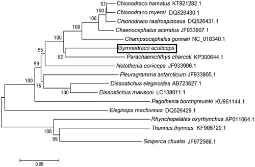 Figure 1. The phylogenetic relationship of G. acuticeps within Antarctic fish based on 12 protein-coding genes.