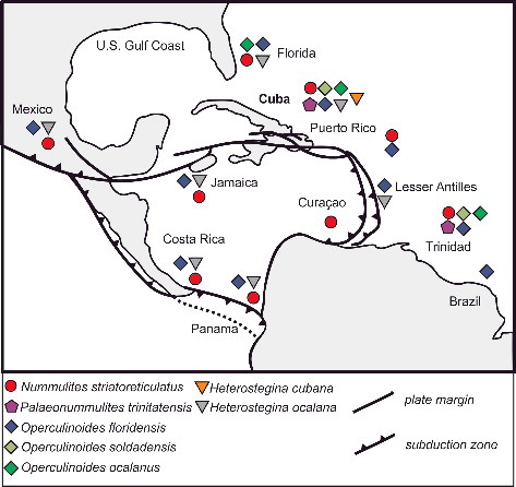 Figure 8. Palaeogeographical distribution of the Eocene nummulitid species found at the Cuban localities. Map adapted from Pindell (2009).