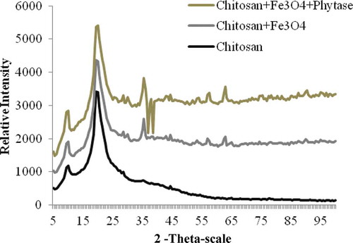 Figure 6. XRD photographs for nature chitosan; modified chitosan with nano magnetite; purified phytase immobilized modified chitosan with nano magnetite.Figura 6. Imágenes XRD de chitosán natural; chitosán modificado con nanomagnetita; chitosán modificado inmovilizado con fitasa purificada con nanomagnetita.