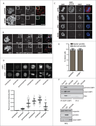 Figure 3. 53BP1 phosphorylated at S1618 colocalize with Plk1. (A) U2OS cells were transfected with GAPDH or 53BP1 siRNA, fixed after 48 h and probed for endogenous 53BP1 and CREST (marker of centromeres) using confocal microscopy. Images represent single focal planes. Insets show magnified regions of the same image. Bar indicates 10 μm or 1 μm in the insets. (B) Mitotic cells expressing EGFP-Plk1 were probed with 53BP1 or pS1618–53BP1 and CREST and analyzed by confocal microscopy as in A. (C) U2OS cells transfected with control, 53BP1 or Plk1 siRNA were analyzed after 48 h by confocal microscopy. Alternatively cells were treated with BI2536 (10 nM, 3 h). Images represent single focal plane and bar indicates 10 μm. (D) Exponentially growing U2OS cells were fixed and stained with pS1618–53BP1 antibody. Bar indicates 10 μm. Total cell fluorescence was quantified in interphase and mitotic cells. Each dot represents one cell. Error bars indicate mean and SD. (E) U2OS cells were transfected with GAPDH or 53BP1 siRNA, fixed and probed for tubulin and DAPI. Morphology of mitotic spindles was scored as bipolar or aberrant (monopolar and multipolar; n=3, error bars indicate SD). (F) U2OS stably expressing EGFP-53BP1 were grown exponentially (Asynch.), synchronized in G2 by RO-3306 or in mitosis by nocodazole and 53BP1 was immunoprecipitated by GFP-Trap. Bound proteins were analyzed by immunoblotting.