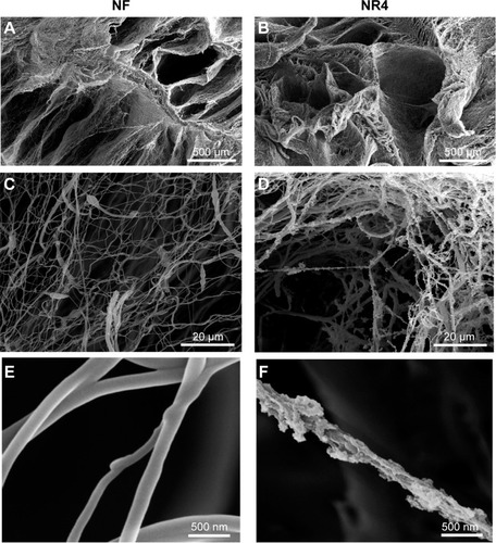 Figure 2 Scanning electron microscopy images of PCL electrospun nanofibrous 3D scaffolds.Notes: 500 μm (A and B), 20 μm (C and D), and 500 nm (E and F) NF and NR4 scaffolds (A, C, and E and B, D, and F, respectively).Abbreviations: NF, not functionalized; NR4, functionalized with (chitosan/BMP-7)4 nanocontainers; PCL, poly(ε-caprolactone).