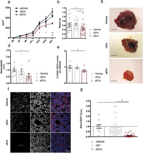 Figure 7. pEVs control pathological tumour-associated angiogenesis. . E0771 tumor cells were subcutaneously injected in 7-weeks old female mice. (a) The mass growth was measured. 2 way ANOVA; *P < 0.05 between PBS and pEVs. $P < 0.05 between cEVs and pEVs. (b, c) At the day of the sacrifice, tumours were pictured and weighted. The vascularization of the tumors was quantified by the analysis of the haemoglobin content, trough the Drabkin’s reagent kit 525 (Sigma-Aldrich (d), and by the calculating the percentage of endothelial cells by flow cytometry (e). Data are expressed as means ± SEM (at least 6 mice/group). Kruskal–Wallis test with Dunn’s multiple comparisons test; *P < 0.05. (f, g) Tumor cryosections were stained for CD31 (red). The positive areas were calculated with ImageJ and normalized on the vehicle. Scale bar 75 μm. Data are expressed as means ± SEM (5 mice/group). Kruskal–Wallis test with Dunn’s multiple comparisons test; *P < 0.05.
