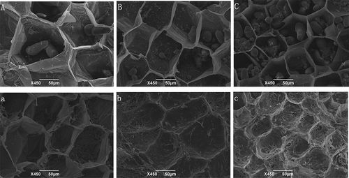 Figure 3. Microstructure of the lotus rhizomes before and after thermal treatment shown at a magnification of 450 × . A, B, C is the fresh samples, a, b, c is the cooked samples. From left to right they are Lulinhu, Miancheng, and Elian 5 lotus rhizome cultivar.