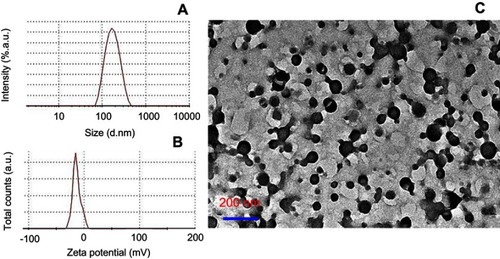 Figure 2 (A) DLS-based particle size; (B) ζ-potential; (C) TEM of the combined GL+TQ nanoformulation.Abbreviations: DLS, differential scanning calorimetry; TEM, transmission electron microscopy; GL, glycyrrhizin; TQ, thymoquinone.