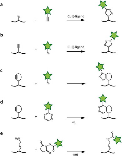 Figure 5. Chemical coupling reactions for fluorophore attachment to RNAs. a and b: Cu-catalyzed 3 + 2-cycloaddition, with azide moiety either in the RNA or on the fluorophore. c: 3 + 2-cycloaddition with strained alkyne. d: Cycloaddition using a strained diene (i.e. norbornene) and tetrazine. e: N-hydroxy-succinimide coupling to primary amines.