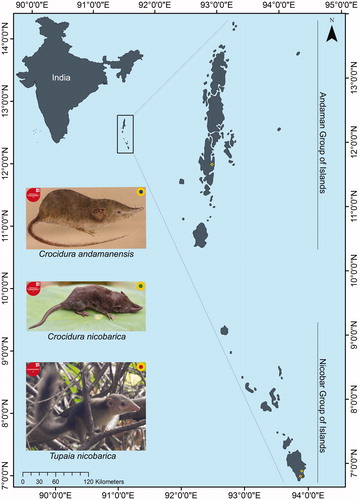 Figure 1. Map showing the geographical locations of Andaman and Nicobar group of Islands in India and the collection locality of the endemic and threatened shrew and treeshrew species. The drawing of C. andamanensis was obtained from the published book of ZSI, MoEF&CC. The photograph of C. nicobarica was captured by the third author M.K., and T. nicobarica by G. Gokulakrishnan, ANRC, ZSI.