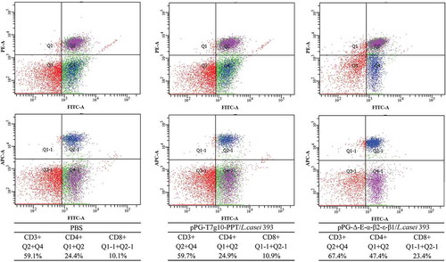 Figure 7. The percentage of CD4+ and CD8 + T cells was determined by flow cytometry. On day 35 after the primary immunization, the spleen lymphocytes of mice in the pPG-Δ-E-α-β2-ε-β1/L. casei 393, pPG-T7g10-PPT/L. casei 393, and PBS groups were respectively isolated, and then the percentage of CD4+ and CD8+ T cells was analyzed by flow cytometry. The results are presented as mean ± SD in each group.