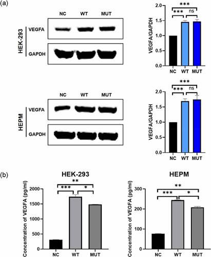 Figure 1. The expression of VEGFA in human cell lines. HEPM and HEK-293 cells were transfected to express either the wild-type/mutant VEGFA allele or control vector. (a) The VEGFA protein expression levels were estimated by western blot (left); the amounts of VEGFA were determined by densitometry of protein bands (right); GAPDH was the internal control. (b) The VEGFA protein levels in cell supernatants were estimated by ELISA. n = 3 for each group. *P < 0.05, **P < 0.01, ***P < 0.001, no significance
