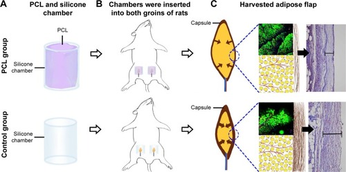 Figure 2 Animal model and harvested adipose flap.Notes: (A) PCL nanofibrous mesh was attached to the internal surface of the cylindrical silicone chamber in the PCL group. Chambers without PCL nanofibrous mesh served as control. (B) Chambers embedded with a pedicled adipose flap were inserted into both groins of rats. (C) Adipose flap harvested at chamber removal at different time points.Abbreviation: PCL, polycaprolactone.