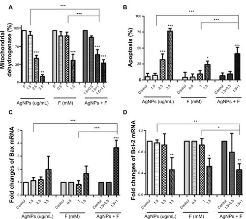 Figure 3 Effect of AgNPs and F co-exposure on cell survival. (A) Concentration-dependent toxicity of AgNPs and F on CRL-2014 cells. Cell viability was determined by the MTT assay. Co-exposure to both AgNPs and F significantly reduced cell survival compared to control cells and AgNPs- and F-treated cells, respectively; (B) increasing apoptotic effect of AgNPs and F on CRL-2014 cells. Apoptosis was determined by flow cytometry. Co-exposure to both AgNPs and F significantly increased apoptosis compared to control cells and AgNPs- and F-treated cells, respectively; (C) increasing levels of pro-apoptotic BAX gene. CRL-2014 cells exposed simultaneously to both AgNPs and F showed significantly higher level of Bax compared to controls and AgNPs- and F-treated cells, respectively; (D) effect of AgNPs and F on the expression level of anti-apoptotic Bcl-2 gene. Co-exposure to both AgNPs and F significantly reduced the level of Bcl-2 compared to control cells and AgNPs- and F-treated cells, respectively.Notes: *P<0.05; **P<0.01; ***P<0.001.Abbreviations: AgNPs, silver nanoparticles; F, fluoride; mRNA, messenger RNA.