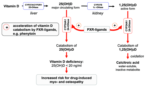Figure 1. PXR-mediated drug-induced degradation of vitamin D (proposed model according to Pascussi, 2005 and Holick, 2006).