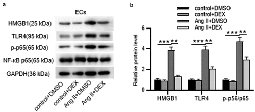 Figure 5. DEX suppresses the expression of HMGB1, TLR4 and p-p65 in ECs. (a-b) Western blotting for analyzing protein levels of HMGB1, TLR4, p-p65 and NF-κB p65 in ECs of each group. Each experiment was performed in triplicate. *p˂0.05, **p˂0.01.