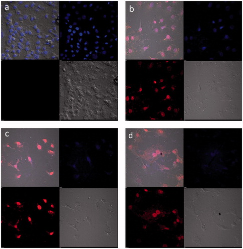 Figure 10. Confocal microscopy images of HepG2 cells when treated (a) Control, (b) DOX, (c) DOX-loaded PEC-AuNPs and (d) DOX-loaded PEC-AuNPs in presence of 65 mM/L galactose.