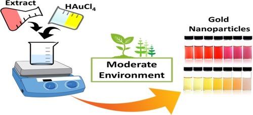 Figure 2 A simple illustration for the production of gold nanoparticles via green methods.