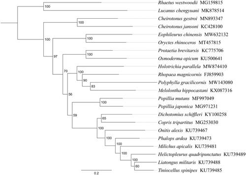 Figure 1. Phylogenetic relationships based on the 13 mitochondrial protein-coding genes sequences inferred from RaxML. Numbers on branches are bootstrap support values (BS).
