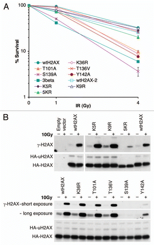 Figure 2 IR-sensitivity of H2AX−/− ES cells expressing H2AX mutants. (A) Survival rate of H2AX−/− ES cells expressing individual H2AX mutants after exposure to IR. Each survival rate, normalized to transfection efficiency and plating efficiency, represents mean of triplicate samples. Error bars indicate standard error of the mean (s.e.m.). (B) Steady-state level of HA-tagged H2AX mutants expressed in H2AX−/− ES cells. Treatment with 10 Gy of IR is indicated. γ-H2AX, HA-H2AX and HA-uH2AX as shown are detected by anti-γ-H2AX and anti-HA antibodies respectively.