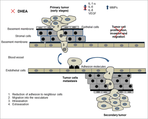 Figure 6. The metastatic process. During the initial steps of metastasis, tumor cells proliferate and loss the adhesion to neighbor cells detaching from the primary tumor (1). Individual tumor cells migrate and invade adjacent tissues and the basement membrane (2), reaching blood vessels or lymphatic channels, process called intravasation (3). Tumor cells are carried to distant organs, they extravasate (4) and proliferate to form a secondary tumor. DHEA inhibited some events related with the metastatic process (indicated with the red symbol) such as proliferation, migration and invasion, and induced a decrease of inflammatory molecules secretion in MCF-7 and MDA-MB-231 cells.