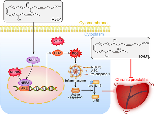 Figure 7 Schematic diagram of the therapeutic effect of RvD1 in mice with EAP and the underlying mechanism. RvD1 treatment alleviated prostatic inflammation and pelvic pain in the EAP model by activating Nrf2/HO-1 signaling to inhibit oxidative stress and NLRP3 inflammasome activation.