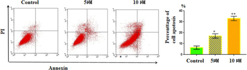 Figure 5 The apoptosis of HEY cells treated with 5 or 10 µM of 2 for 24 h which was examined by Annexin V-FITC/PI staining. Data are presented as mean ±SEM of three independent experiments. *p < 0.01, **p < 0.001, versus the control group.